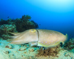 Seiche pharaon (Sepia pharaonis)