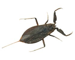 La nèpe ou le scorpion d'eau La nèpe ou le scorpion d'eau