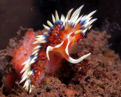 Nudibranche indien (Caloria indica)