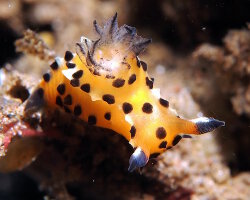 Nudibranche polycère d'Abe (Polycera abei) Nudibranche polycère d'Abe (Polycera abei)