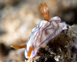 Doris zéphyr (Hypselodoris zephyra) Doris zéphyr (Hypselodoris zephyra)