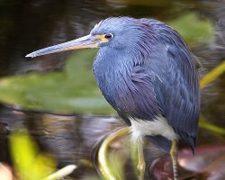 Aigrette tricolore (Egretta tricolor)