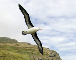 Albatros à sourcils noirs (Thalassarche melanophris)