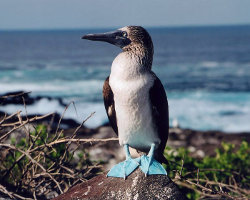 Fou à pieds bleus (Sula nebouxii)