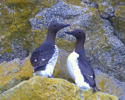 Guillemot de Troïl (Uria aalge) Guillemot de Troïl (Uria aalge)