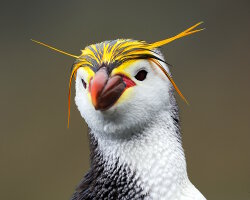 Gorfou de Schlegel (Eudyptes schlegeli) Gorfou de Schlegel (Eudyptes schlegeli)