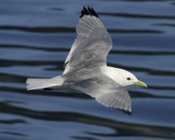 Mouette tridactyle (Rissa tridactyla)