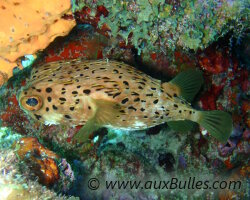 Petit diodon (Diodon holocanthus) Petit diodon (Diodon holocanthus)