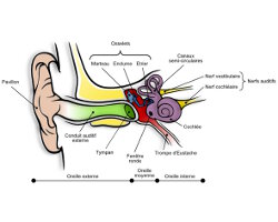 Les oreilles (La physiologie du corps humain)