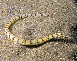 Syngnathe à tête de dragon (Corythoichthys haematopterus) Syngnathe à tête de dragon (Corythoichthys haematopterus)