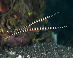 Syngnathe zébré (Dunckerocampus dactyliophorus) Syngnathe zébré (Dunckerocampus dactyliophorus)