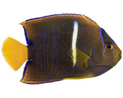 Poisson ange à barre blanche (Holacanthus passer) Poisson ange à barre blanche (Holacanthus passer)