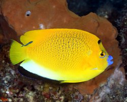 Poisson ange à trois taches (Apolemichthys trimaculatus)