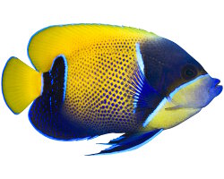 Poisson ange amiral (Pomacanthus navarchus) Poisson ange amiral (Pomacanthus navarchus)