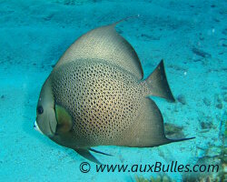 Poisson ange gris (Pomacanthus arcuatus) Poisson ange gris (Pomacanthus arcuatus)