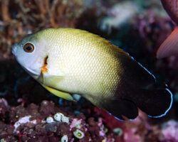 Poisson ange nain à écailles perlées (Centropyge vrolikii) Poisson ange nain à écailles perlées (Centropyge vrolikii)