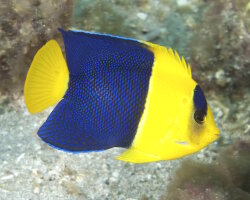 Poisson ange nain bicolore (Centropyge bicolor) Poisson ange nain bicolore (Centropyge bicolor)