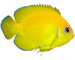 Poisson ange nain citron (Centropyge flavissima) Poisson ange nain citron (Centropyge flavissima)