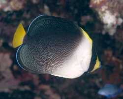 Poisson ange vermiculé (Chaetodontoplus mesoleucus) Poisson ange vermiculé (Chaetodontoplus mesoleucus)