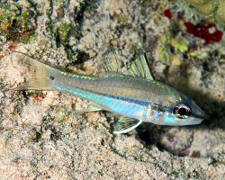 Apogon à une ligne (Pristiapogon exostigma) Apogon à une ligne (Pristiapogon exostigma)