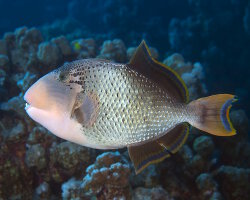 Baliste à marges jaunes (Pseudobalistes flavimarginatus)