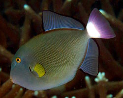 Baliste à queue rose (Melichthys vidua)