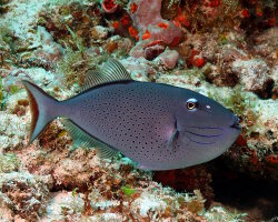 Baliste des sargasses (Xanthichthys ringens) Baliste des sargasses (Xanthichthys ringens)