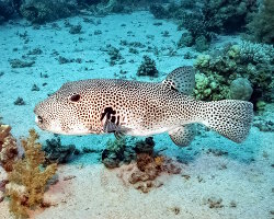 Poisson ballon étoilé (Arothron stellatus)