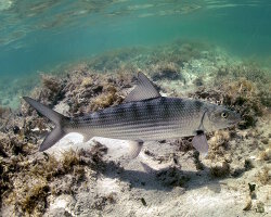 Banane de mer (Albula vulpes) Banane de mer (Albula vulpes)