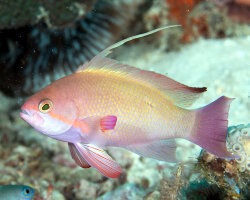 Barbier de Hucht (Pseudanthias huchtii) Barbier de Hucht (Pseudanthias huchtii)