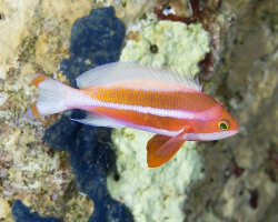 Barbier rayé (Pseudanthias taeniatus) Barbier rayé (Pseudanthias taeniatus)