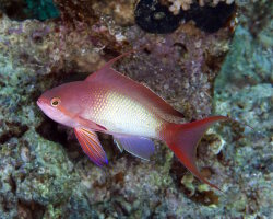 Barbier rouge (Pseudanthias squamipinnis) Barbier rouge (Pseudanthias squamipinnis)