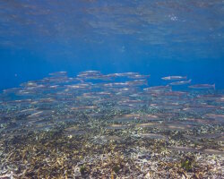 Bécune obtuse (Sphyraena obtusata) Bécune obtuse (Sphyraena obtusata)
