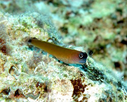 Blennie d'Aron (Ecsenius aroni) Blennie d'Aron (Ecsenius aroni)