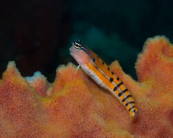 Blennie clown d'Axelrod (Ecsenius axelrodi) Blennie clown d'Axelrod (Ecsenius axelrodi)