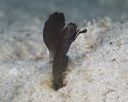 Blennie voilier (Emblemaria pandionis) Blennie voilier (Emblemaria pandionis)