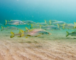 Brochet de mer (Centropomus undecimalis) Brochet de mer (Centropomus undecimalis)