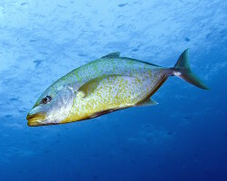 Carangue à points orange (Carangoides bajad)