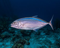 Carangue coubali (Caranx crysos) Carangue coubali (Caranx crysos)