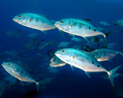 Carangue pailletée (Carangoides fulvoguttatus) Carangue pailletée (Carangoides fulvoguttatus)
