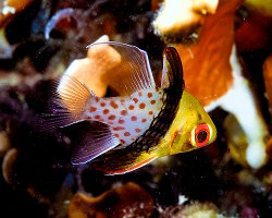 Apogon pyjama (Sphaeramia nematoptera) Apogon pyjama (Sphaeramia nematoptera)