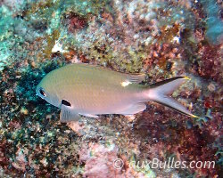 Castagnole brune (Chromis multilineata)