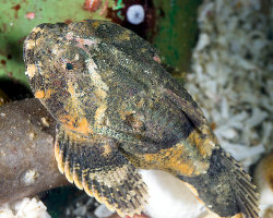 Chabot bison (Enophrys bison) Chabot bison (Enophrys bison)