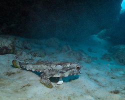 Poisson chauve-souris à pois (Ogcocephalus radiatus) Poisson chauve-souris à pois (Ogcocephalus radiatus)