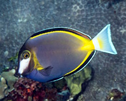 Poisson chirurgien à joues blanches du Japon (Acanthurus japonicus) Poisson chirurgien à joues blanches du Japon (Acanthurus japonicus)