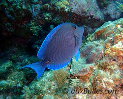Poisson chirurgien bleu (Acanthurus coeruleus) Poisson chirurgien bleu (Acanthurus coeruleus)