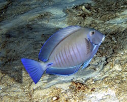 Poisson chirurgien docteur (Acanthurus chirurgus) Poisson chirurgien docteur (Acanthurus chirurgus)