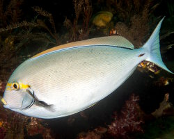 Poisson chirurgien pâle (Acanthurus mata) Poisson chirurgien pâle (Acanthurus mata)