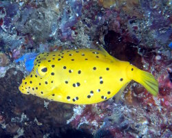 Poisson coffre jaune (Ostracion cubicus) Poisson coffre jaune (Ostracion cubicus)