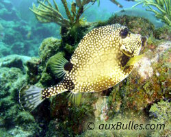 Poisson coffre mouton (Rhinesomus triqueter)